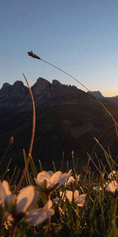 Vista alba Catinaccio Prato fiorito | © Carezza Dolomites/Ivan Goller