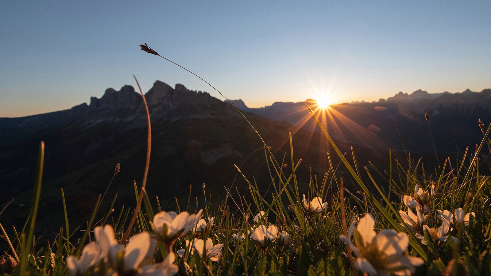 Sonnenaufgang Blick Rosengarten Blumenwiese | © Carezza Dolomites/Ivan Goller