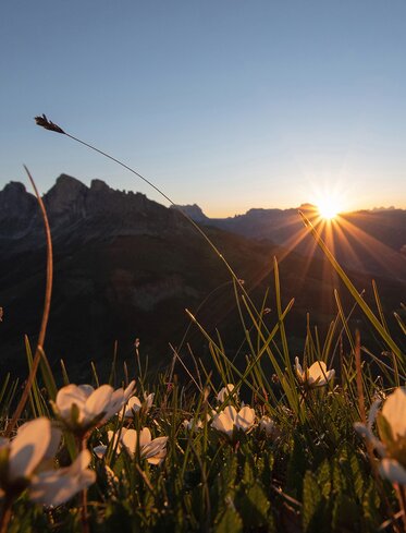 Sonnenaufgang Blick Rosengarten Blumenwiese | © Carezza Dolomites/Ivan Goller