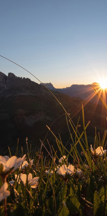 Vista alba Catinaccio Prato fiorito | © Carezza Dolomites/Ivan Goller