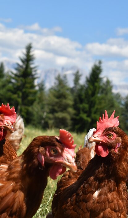 Prato pieno di galline con vista sul Catinaccio | © Clicktext