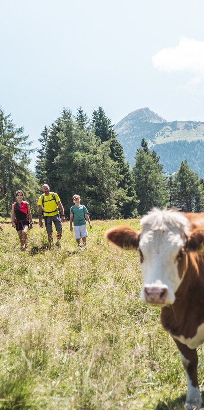 Family cow Weißhorn | © Thomas Monsorno