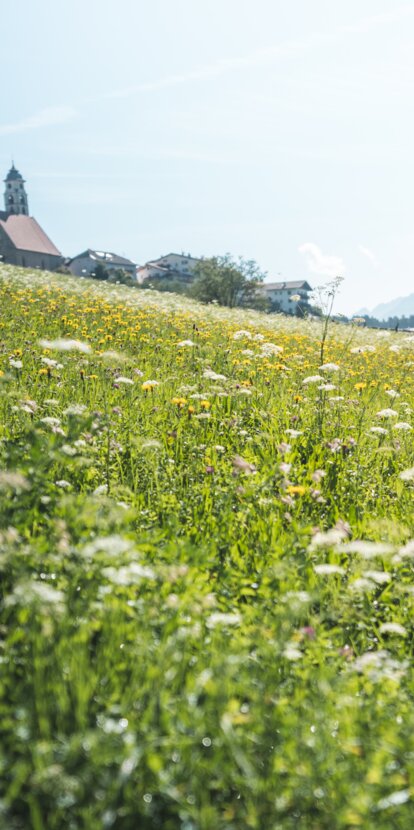 Prati di fiori Nova Ponente | © Eggental Tourismus/Thomas Monsorno