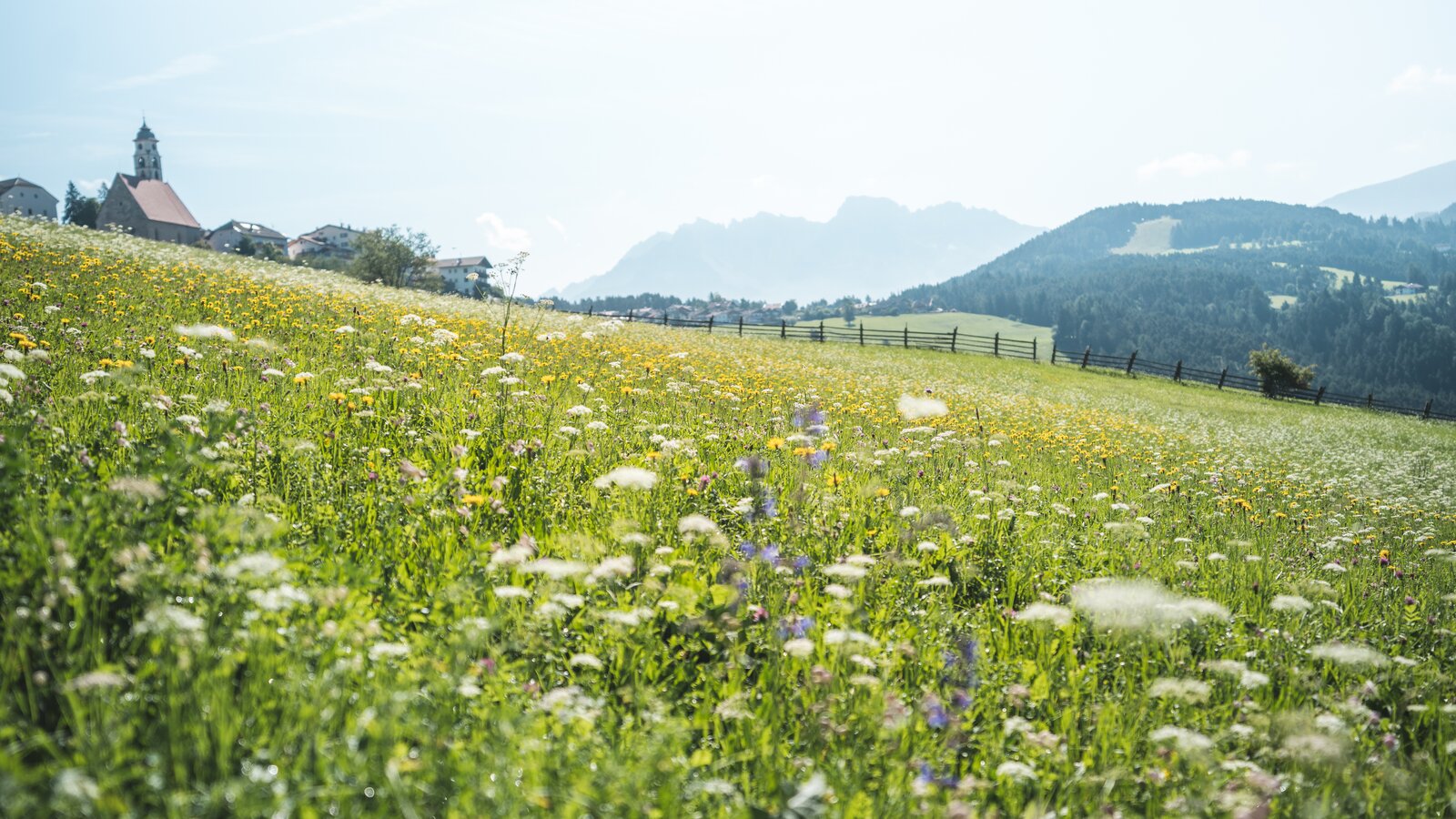 Meadow of flowers Nova Ponente/Deutschnofen | © Eggental Tourismus/Thomas Monsorno