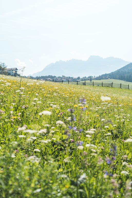 Meadow of flowers Nova Ponente/Deutschnofen | © Eggental Tourismus/Thomas Monsorno