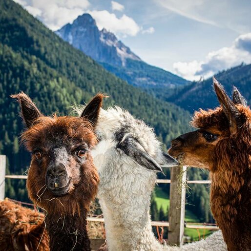 Lama & Alpaka Ausblick auf Latemar | © Alexandra Näckler