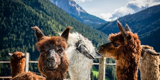 Lama e alpaca e vista sul Latemar | © Alexandra Näckler