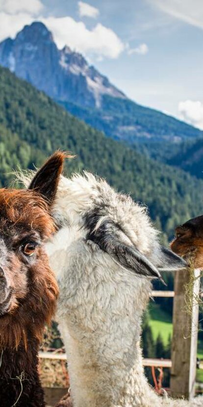 Lama & Alpaka Ausblick auf Latemar | © Alexandra Näckler