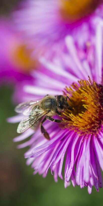 Biene, Nektar, violette Blume | © Othmar Seehauser