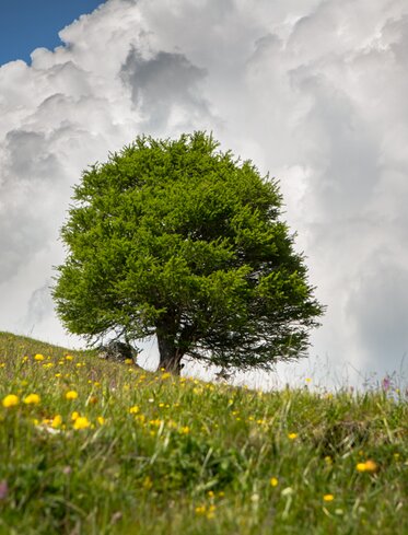 Wiese Baum Sommer Wolke | © Günther Pichler