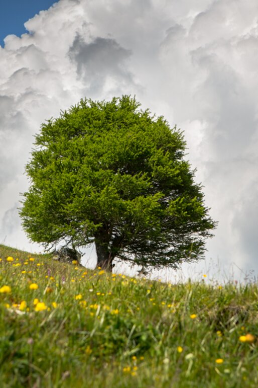 Meadow tree summer cloud | © Günther Pichler