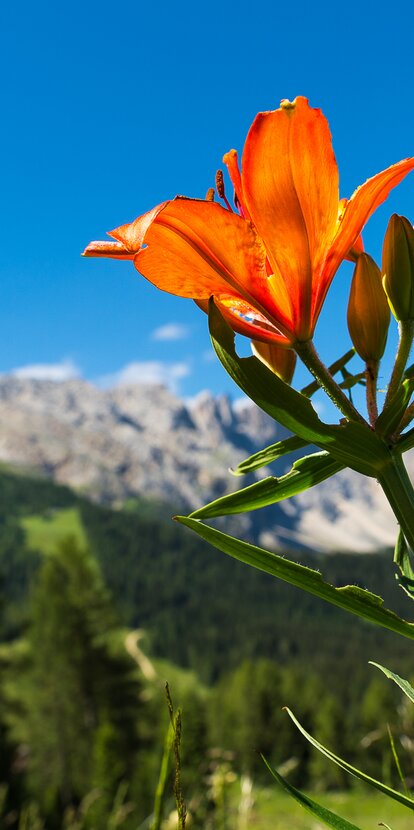 Fire Lily with View of Latemar | © Valentin Pardeller