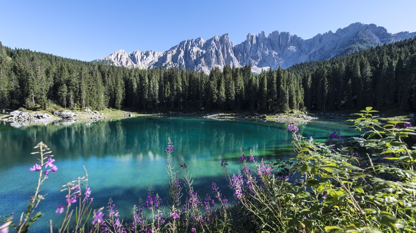 Lake Carezza purple flowers blue water | © Helmuth Rier