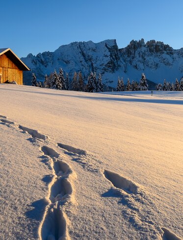 Prato invernale malga atmosfera serale Latemar | © Valentin Pardeller