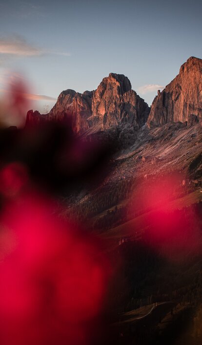 Rosengarten Alpine Roses Enrosadira | © Alexandra Näckler