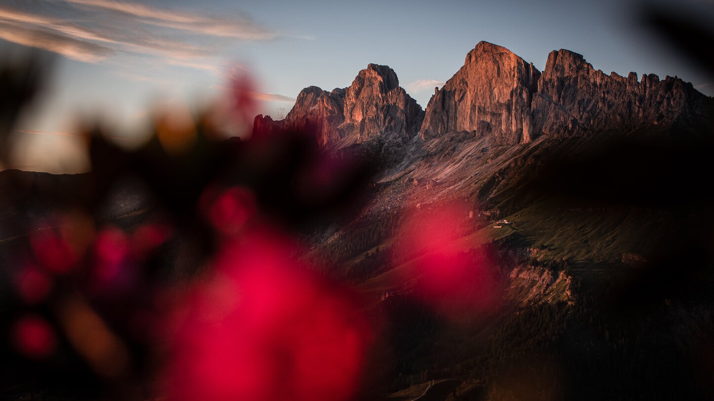 Rosengarten Alpine Roses Enrosadira | © Alexandra Näckler