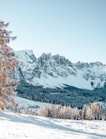 Verschneiter Baum mit Blick auf den Latemar