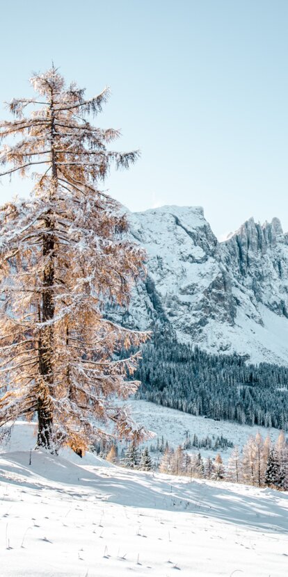 Verschneiter Baum mit Blick auf den Latemar