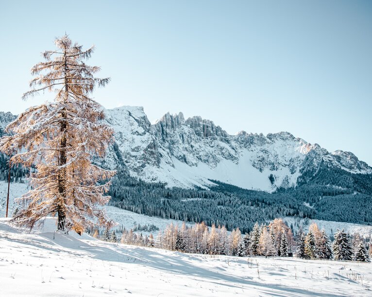 Verschneiter Baum mit Blick auf den Latemar