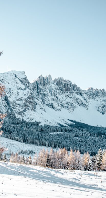 Verschneiter Baum mit Blick auf den Latemar