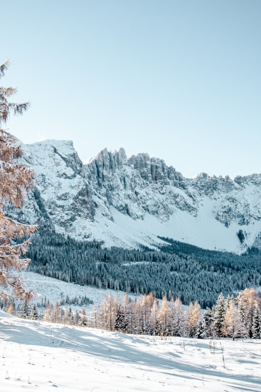 Verschneiter Baum mit Blick auf den Latemar
