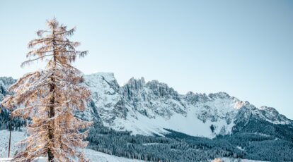 Verschneiter Baum mit Blick auf den Latemar