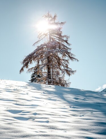 Verschneiter Baum im Winter