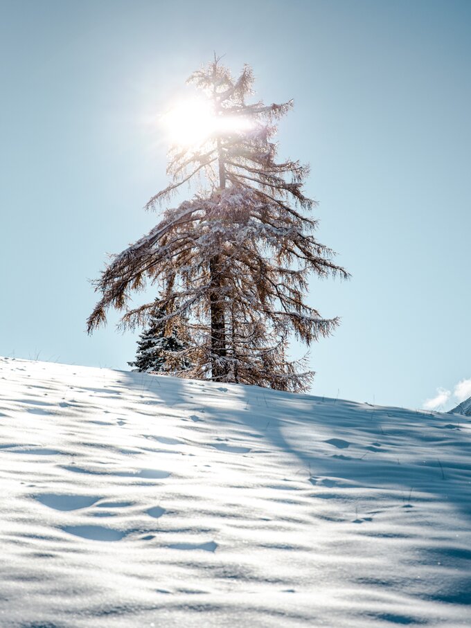 Verschneiter Baum im Winter