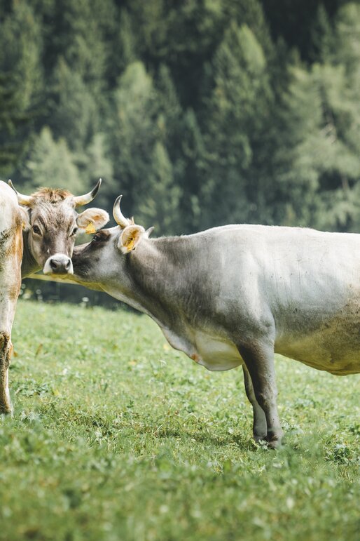 Grauvieh Kühe Wiese Eggentaler Almen | © Carezza Dolomites/StorytellerLabs
