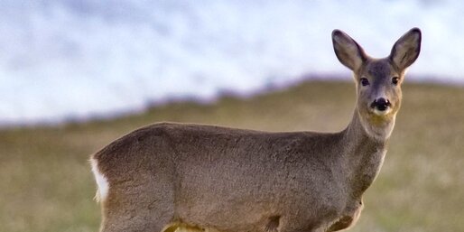 Capriolo/cervo rosso in un prato di crochi Primavera | © Lukas Zingerle