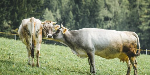 Grey cattle Cows Meadows Eggental | © Carezza Dolomites/StorytellerLabs