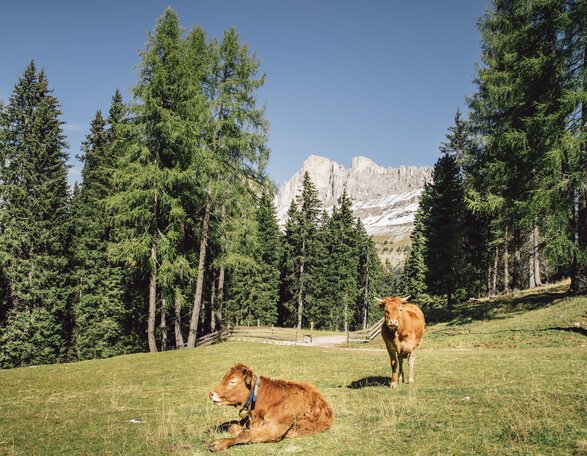 Mucche brune in un prato con vista sul Catinaccio | © Carezza Dolomites/StorytellerLabs