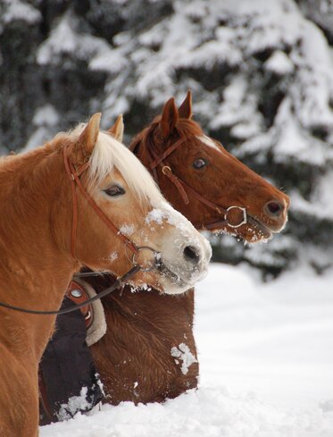 Ausritt auf Zwei Pferden im Schnee | © Angerle Alm/Dana Hoffmann