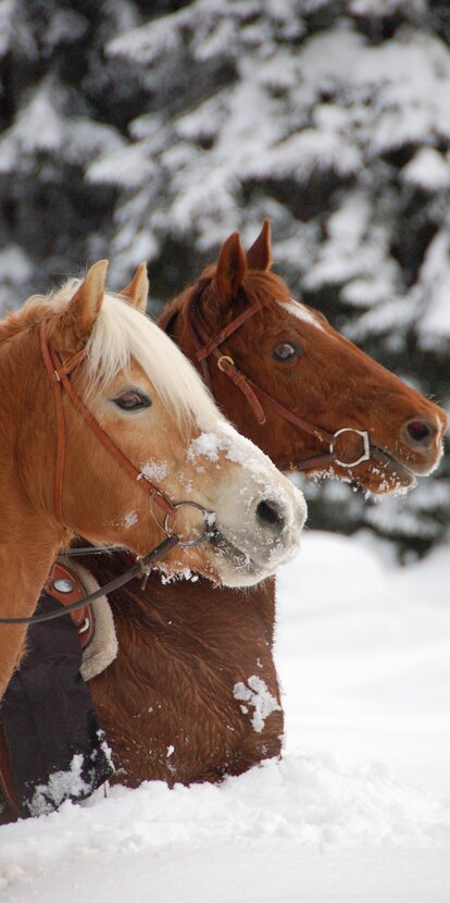Cavalcare su due cavalli nella neve | © Angerle Alm/Dana Hoffmann
