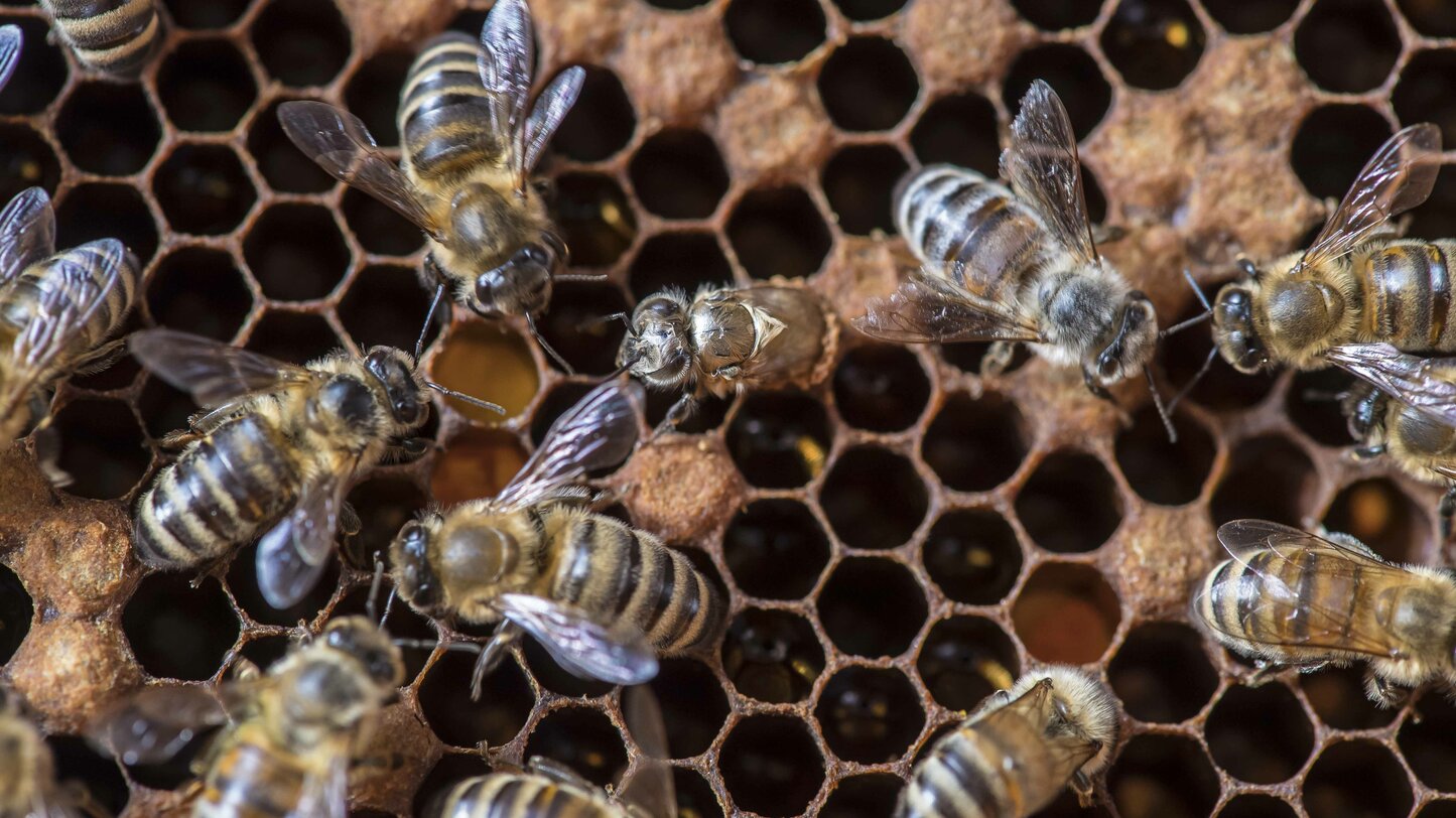 Bienenwaben | © Othmar Seehauser