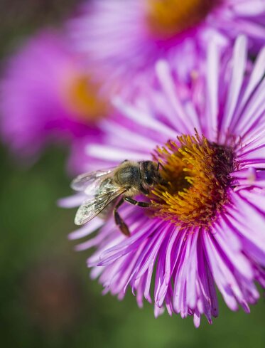 Ape, nettare, fiore viola | © Othmar Seehauser