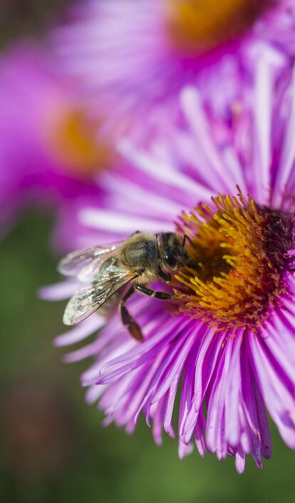Biene, Nektar, violette Blume | © Othmar Seehauser