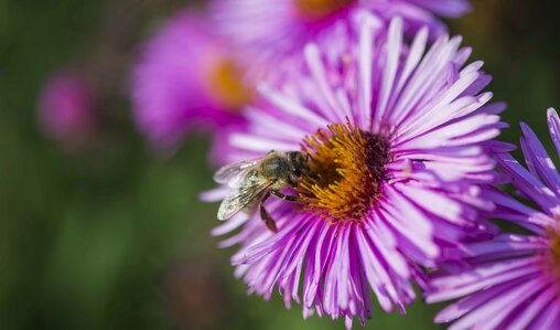 Biene, Nektar, violette Blume | © Othmar Seehauser