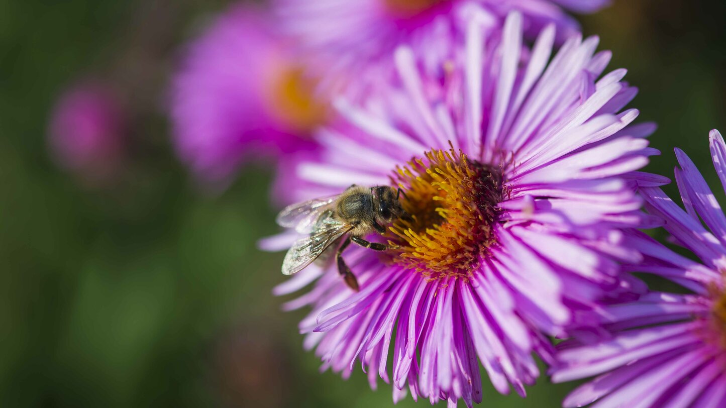 Bee, Nectar, Purple Flower | © Othmar Seehauser