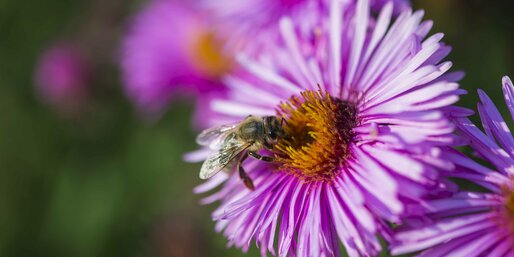 Ape, nettare, fiore viola | © Othmar Seehauser
