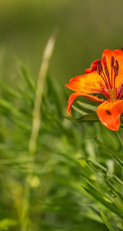 Green meadow with fire lily | © Jens Staudt