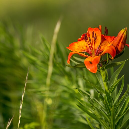 Green meadow with fire lily | © Jens Staudt
