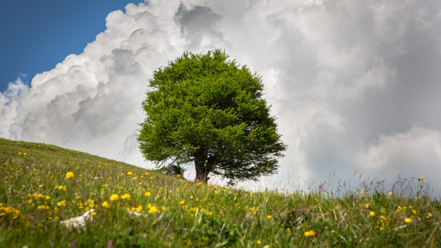 Meadow tree summer cloud | © Günther Pichler