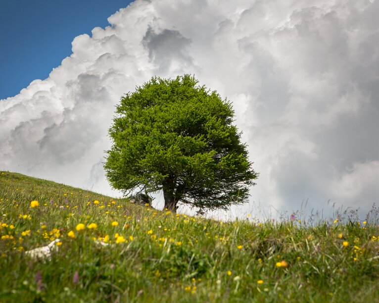 Prato albero estate nuvole | © Günther Pichler