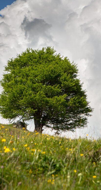 Prato albero estate nuvole | © Günther Pichler