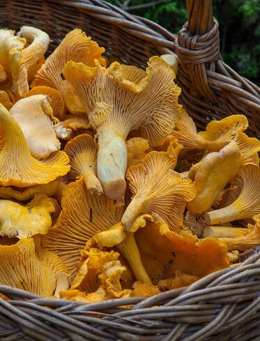 Basket full of chanterelles | © Pixabay