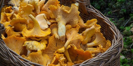 Basket full of chanterelles | © Pixabay