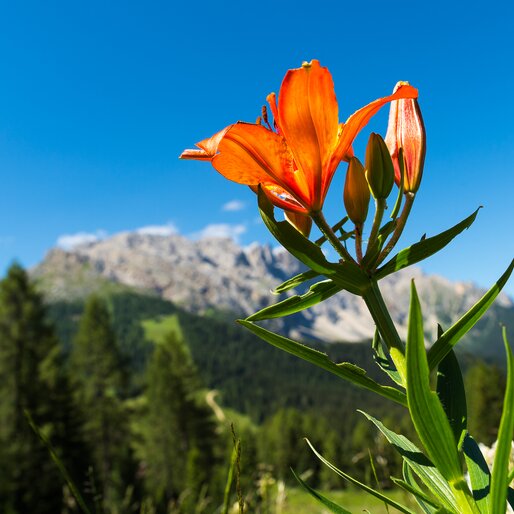 Fire Lily with View of Latemar | © Valentin Pardeller