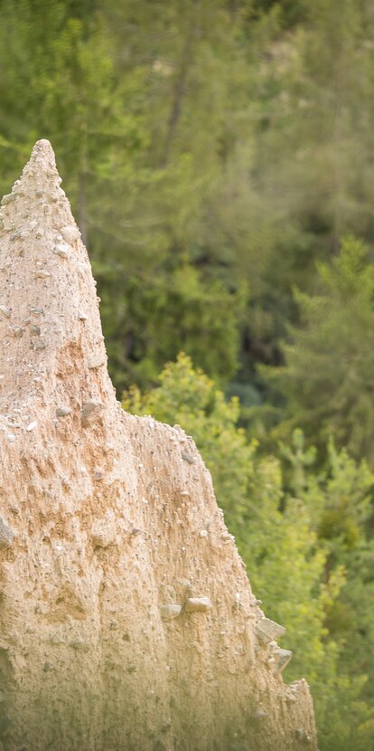 Spitze von Erdpyramide im Wald | © TV Steinegg/Alfred Tschager