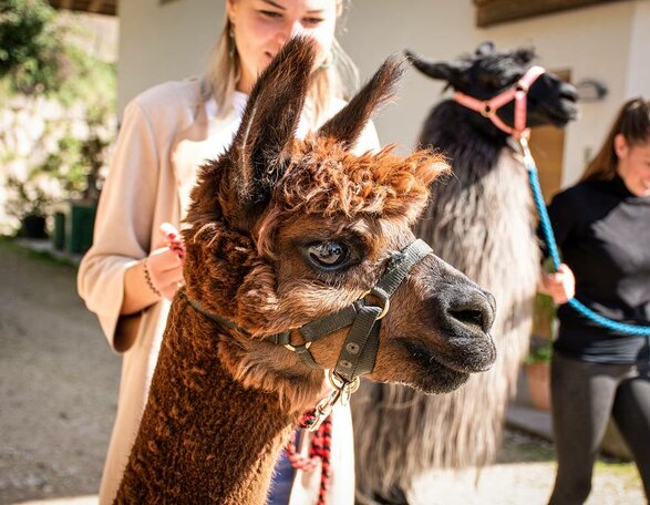 Trekking with Alpacas in the Dolomites | © Alexandra Näclkler